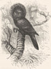 BIRDS. Cracker. Parrot. Crested Hawk c1870 old antique vintage print picture
