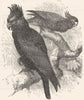 BIRDS. Cracker. Cockatoo. Helmet c1870 old antique vintage print picture