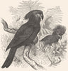 BIRDS. Cracker. Cockatoo. Casmalos c1870 old antique vintage print picture