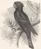 BIRDS. Cracker. Cockatoo. Raven c1870 old antique vintage print picture
