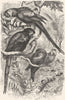 BIRDS. Cracker. Arara. Scarlet Macaw c1870 old antique vintage print picture