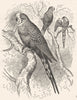 CRACKER. Long-Tailed Parrot, Parrakeet. Waved c1870 old antique print picture