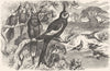 CRACKER. Long-Tailed Parrot, Parrakeet. Corella c1870 old antique print