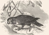 BIRDS. Cracker. Lory. Purple-capped, Lorikeet c1870 old antique print picture