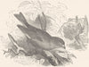BIRDS. Passerine. Sparrow. Green Grosbeak c1870 old antique print picture