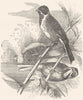 BIRDS. Passerine. Bunting. Reed c1870 old antique vintage print picture