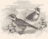 BIRDS. Passerine. Lark. Alpine c1870 old antique vintage print picture