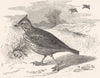 BIRDS. Passerine. Lark. Tufted c1870 old antique vintage print picture