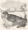 BIRDS. Passerine. Lark. Skylark c1870 old antique vintage print picture