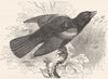 BIRDS. Raven. Starling. Red-Winged Troopial c1870 old antique print picture