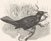 BIRDS. Raven. Starling. Great Boat-tail c1870 old antique print picture