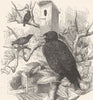 BIRDS. Raven. Starling. Common c1870 old antique vintage print picture