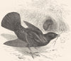 BIRDS. Raven. Starling. Satin Bower Bird c1870 old antique print picture