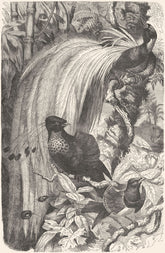 BIRDS. Raven. Bird of Paradise c1870 old antique vintage print picture