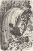 BIRDS. Raven. Bird of Paradise c1870 old antique vintage print picture