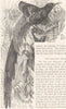 BIRDS. Raven. Bird Paradise. Collared Epimachus c1870 old antique print