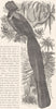 BIRDS. Raven. Bird of Paradise. Magpie c1870 old antique vintage print picture