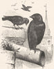 BIRDS. Raven. Jackdaw c1870 old antique vintage print picture