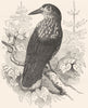 BIRDS. Raven. Nutcracker c1870 old antique vintage print picture