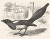 BIRDS. Raven. Magpie c1870 old antique vintage print picture