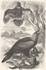 BIRDS. Raptorial. Eagle. Bold Wedge-Tailed c1870 antique print picture