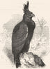 BIRDS. Raptorial. Eagle. Tufted c1870 old antique vintage print picture