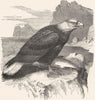 BIRDS. Raptorial. Eagle. White-headed Sea c1870 old antique print picture