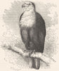 BIRDS. Raptorial. Eagle. African Screaming Sea c1870 old antique print picture