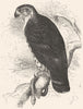 BIRDS. Raptorial. Buzzard. Snake c1870 old antique vintage print picture