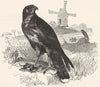 BIRDS. Raptorial. Buzzard. Common Mouse c1870 old antique print picture