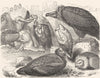 BIRDS. Raptorial. Vulture. feasting c1870 old antique vintage print picture