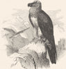 RAPTORIAL VULTURE. Bearded, Lammergeier c1870 old antique print picture