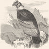 BIRDS. Raptorial. Vulture. Condor c1870 old antique vintage print picture