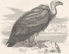 BIRDS. Raptorial. Vulture. Tawny Goose c1870 old antique vintage print picture