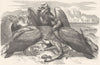 BIRDS. Raptorial. Vulture. African c1870 old antique vintage print picture