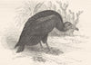 BIRDS. Raptorial. Vulture. Urubu c1870 old antique vintage print picture