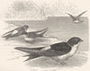 BIRDS. Gaper. Swallow. Martin c1870 old antique vintage print picture