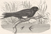 BIRDS. Gaper. Mountain Shore Swallow. Ariel c1870 old antique print picture