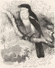 BIRDS. Singing. Tooth-Beaked. Flute Shrike c1870 old antique print picture