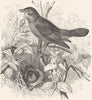 BIRDS. Singing. Nightingale c1870 old antique vintage print picture