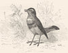 BIRDS. Singing. Nightingale. Swedish Blue-throat c1870 old antique print