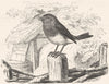 BIRDS. Singing. Nightingale. Robin Redbreast c1870 old antique print picture