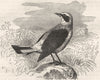 BIRDS. Singing. Warbler. Eared Stone Chat c1870 old antique print picture