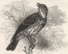 BIRDS. Singing. Thrush. Song c1870 old antique vintage print picture