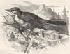 BIRDS. Singing. Thrush. Mocking Bird c1870 old antique vintage print picture