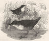 BIRDS. Singing. water ouzels. Ouzel, Dipper c1870 old antique print picture