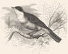 BIRDS. Singing. Orpheus Warbler c1870 old antique vintage print picture