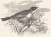BIRDS. Singing. Spectacled Warbler c1870 old antique vintage print picture