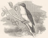 SINGING WARBLER. Field Tree, Willow Wren c1870 old antique print picture