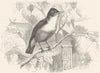 BIRDS. Singing. Warbler. Chiff-Chaff c1870 old antique vintage print picture